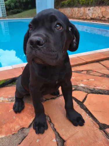 Filhotes de cane corso, vacinados e vermifugados, para guarda ! 