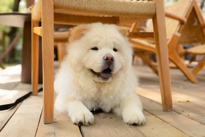 Lindos Filhotes Chow Chow ?