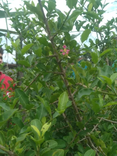Pé fruta acerola produzindo,altura:mais de 2 metros.Riquíssima em vitamina C.