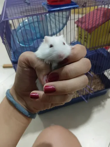 Hamster Anão alemão macho