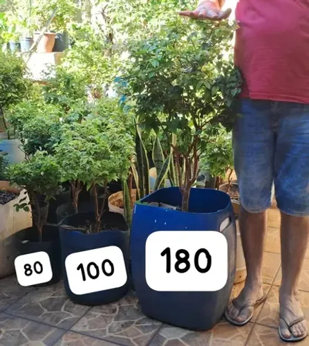 Mudas de jabuticabas e plantas ornamentais