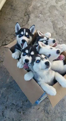 Filhotes de Husky Siberiano adoráveis