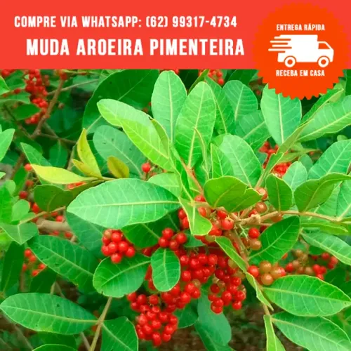 Muda de Aroeira Pimenteira