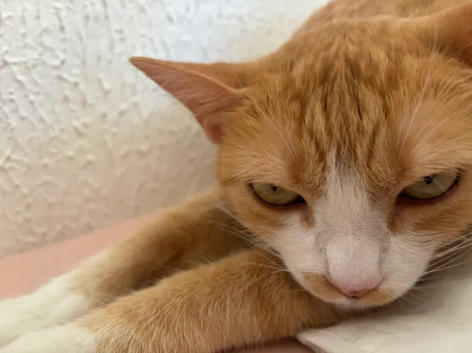 Doa-se gata laranjada (castrada) 