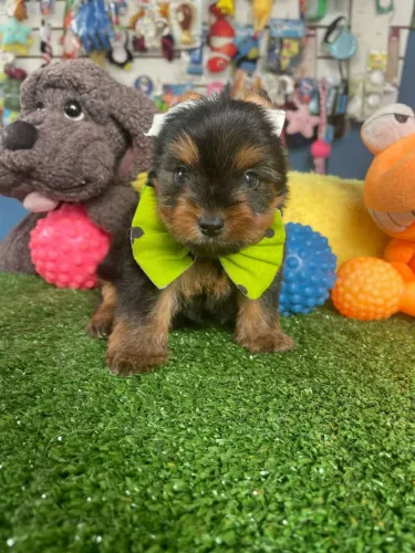 Filhote de Yorkshire Terrier - Puro Sangue