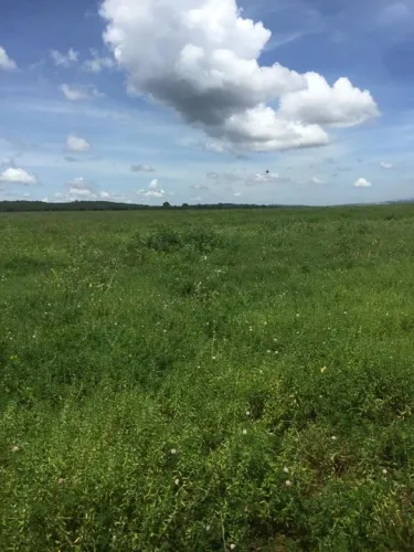 Fazenda 1.900 hec em bom jardim MT 1.200 aberta 60 milhões.