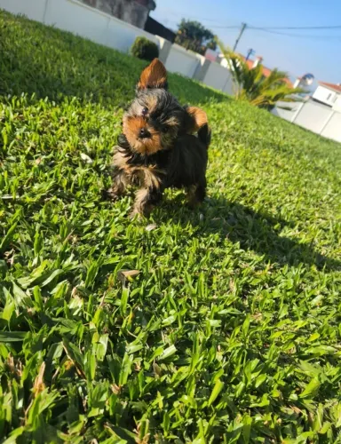 Yorkshire machinho padrão micro com 59 dias vacinado e com pedigree 