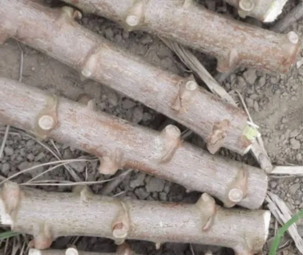 Mudas de mandioca para plantio R$ 0,50 cada