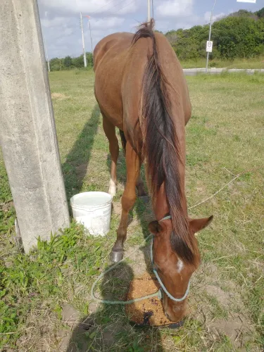 Égua poltra