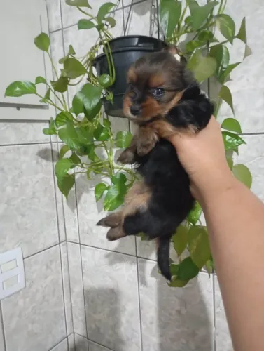 Filhote Yorkshire Terrier, Seu novo melhor amigo tem quatro patas e um coração enorme!
