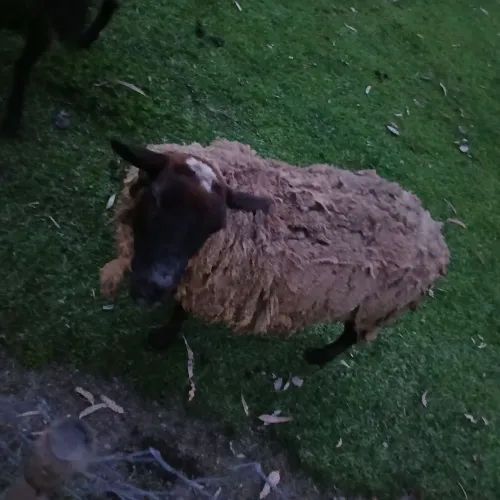 Vendo excelente carneira 