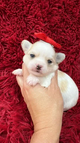 Chihuahua menina branco e creme pelagem longa para reserva. Amor, carinho e companheirismo