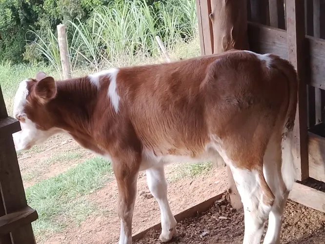 Bezerro e bezerras fora do leite 