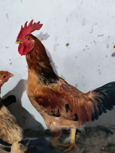 Galos caipiras