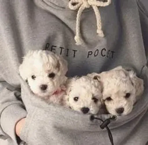 Encantadores filhotes de Poodle