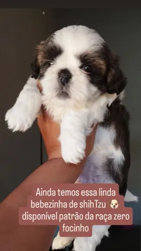 Uma linda filhote de shitzu