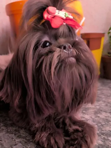 Shih tzu fêmea com 5 meses protocolo vacinal completo e entrega gratuita!!