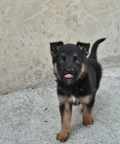 Cachorro Pastor alemão capa preta puro