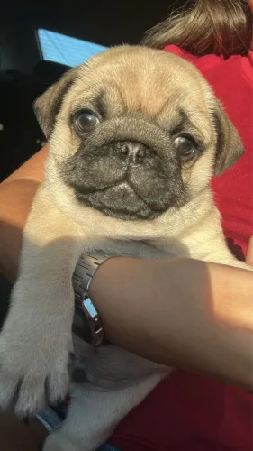 Machinho de pug 