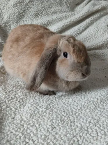 Coelha mini lop