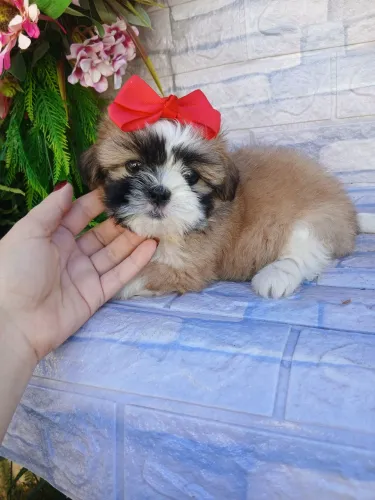 Shitzu fêmea tricolor linda