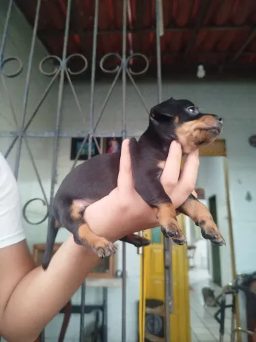 Cachorro porte pequeno 