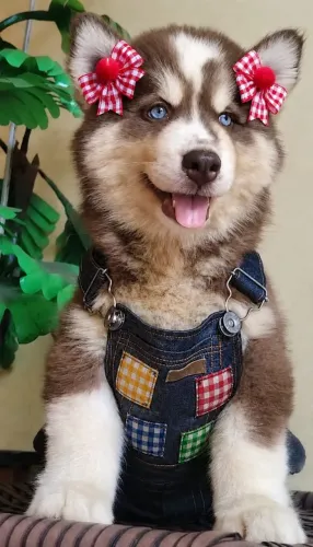 Husky Siberiano