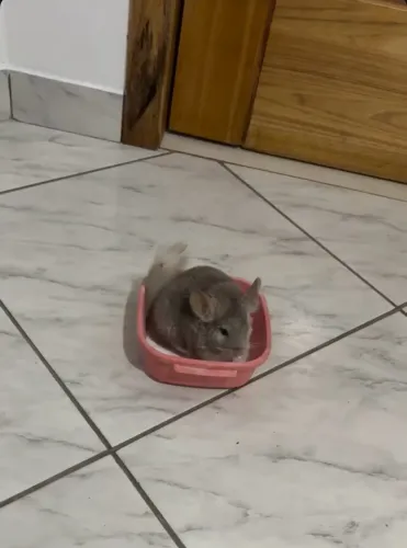 CHINCHILA MACHO FILHOTE - 5 MESES | SUPER MANSO E BRINCALHÃO!