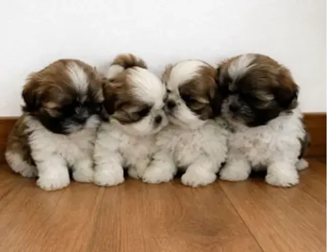 FILHOTES DE SHIH TZU