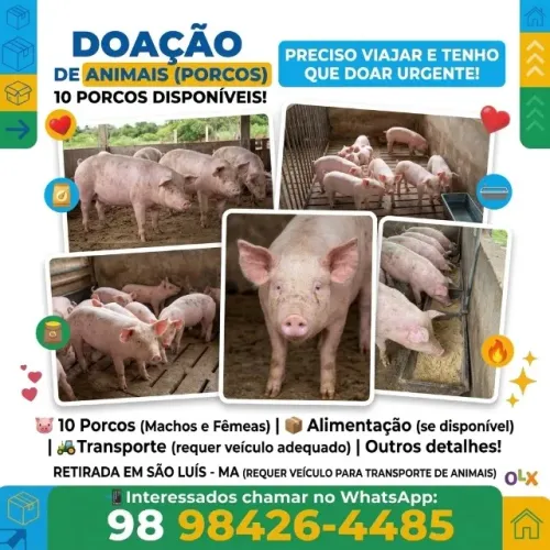 DOAÇÃO DE PORCOS