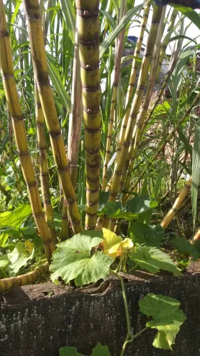 Cana Caiana