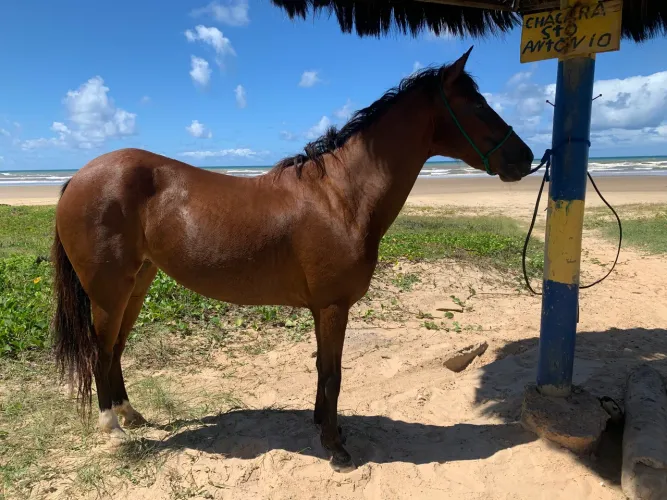 ? Oportunidade! Égua 3/4 Alazã, 05 Anos - Pronta para se Destacar