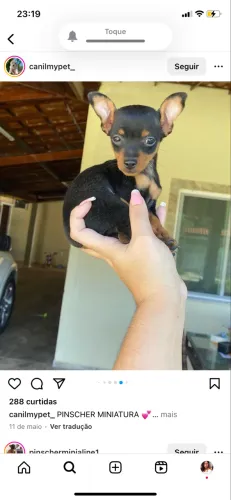 Pinscher¿ filhotes cheios de beleza e delicados