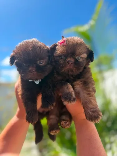 SHIH TZU CASAL