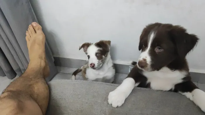 Border collie chocolate filhote