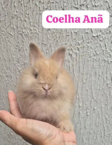 Cielho Anão 