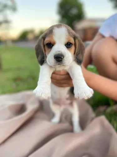 Filhotes Beagles