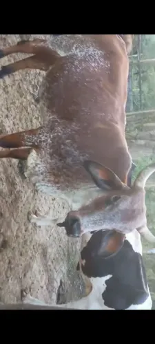 Vacas 