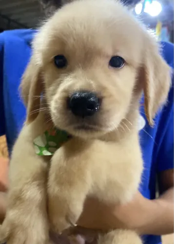 Golden retriever