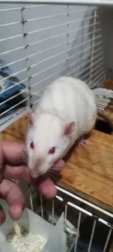 Ratos twister.