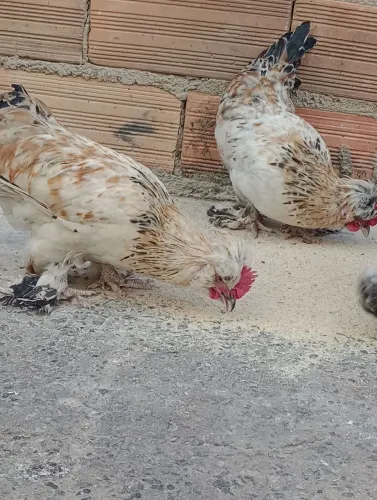 Galinze modelados