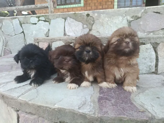 ShihTzu machos disponíveis pronta entrega