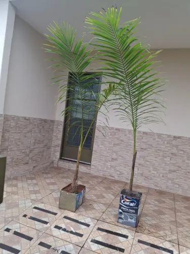 Plantas lindas e grandes 