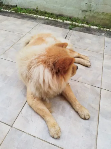 ChowChow Fêmea 9 Anos