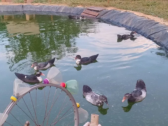 Vende se Patos