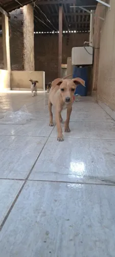 Cachorro pra doação