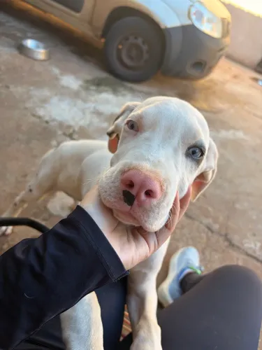 Dogue alemão fêmea