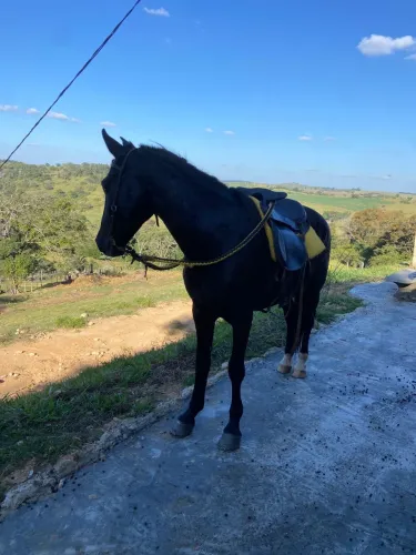 Cavalo Paulista