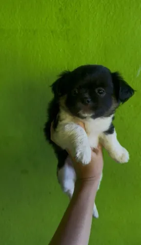 Shih tzu fêmea pequena