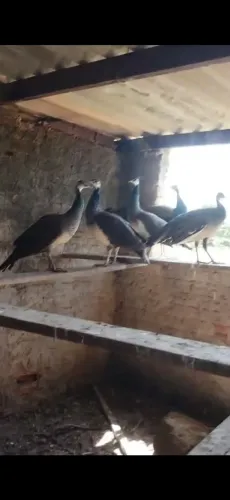 Aves ornamentais 